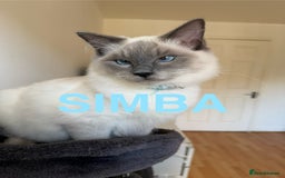 Ragdoll cats for sale: Ragdoll Kittens Looking for Their Forever Homes  - Image 12