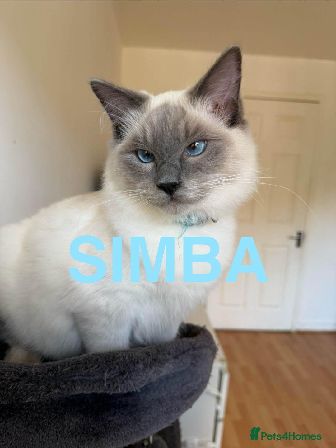Ragdoll cats for sale: Ragdoll Kittens Looking for Their Forever Homes  - Image 12