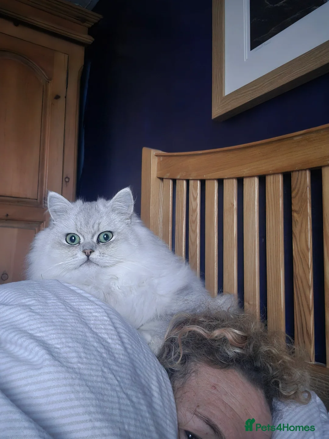 Persian cats for stud: Storm for stud  - Advert 5