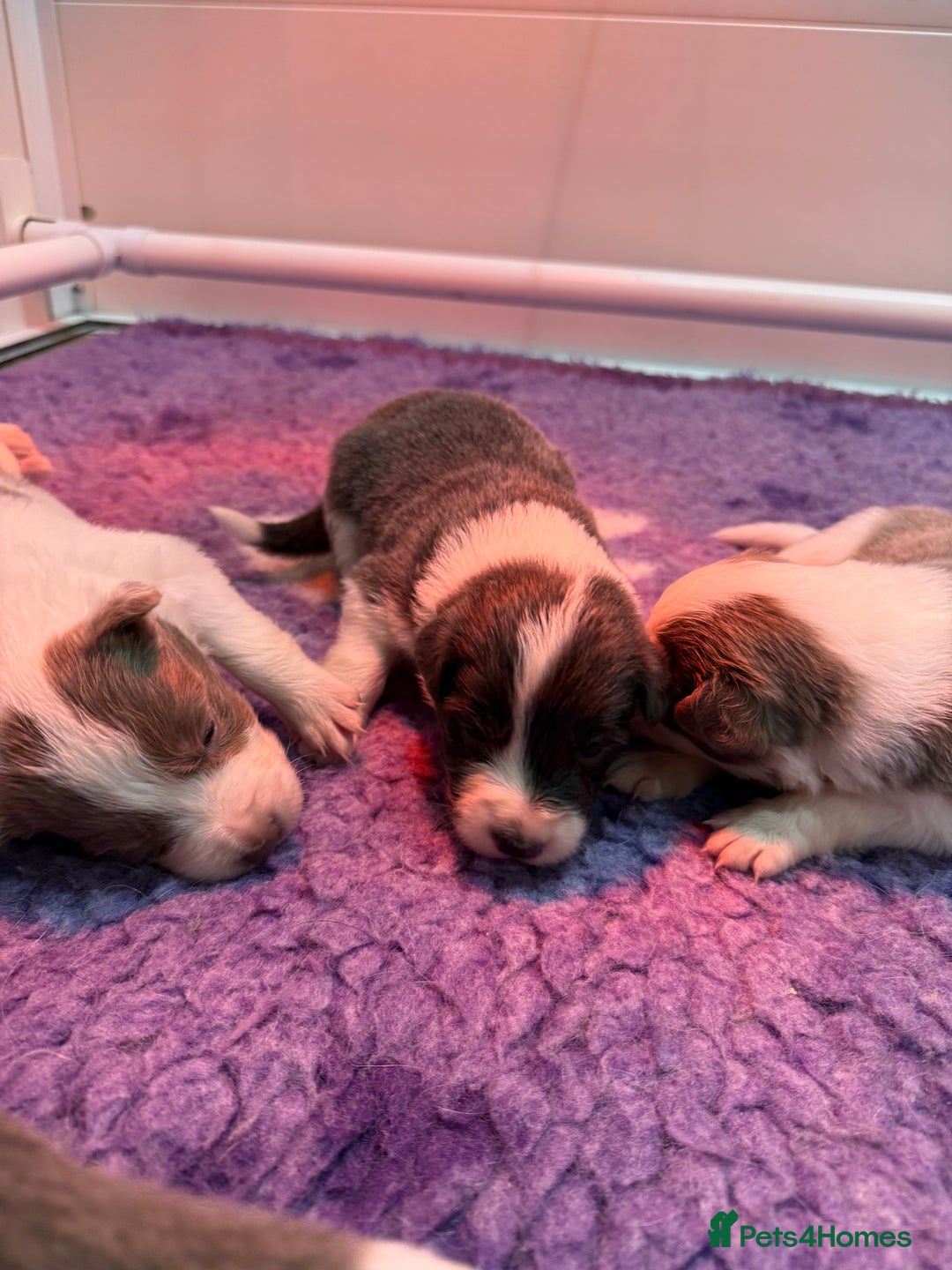 Border Collie dogs for sale: Stunning rough coated KC Reg Health tested pups  - Advert 13