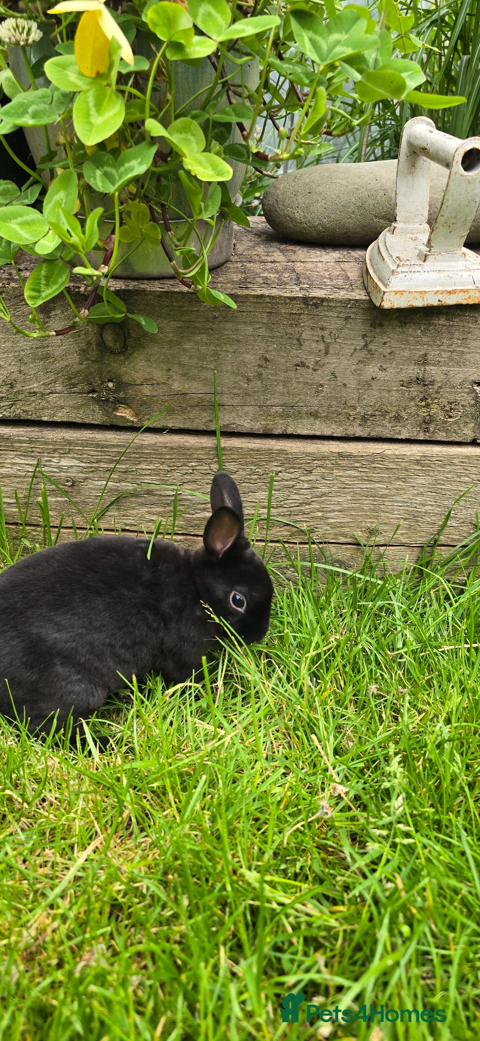 Rex rabbits for sale: 1 Mini rex buck - Advert 5