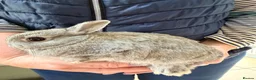 Netherland Dwarf rabbits for sale: Netherlands Dwarfs - Advert 5