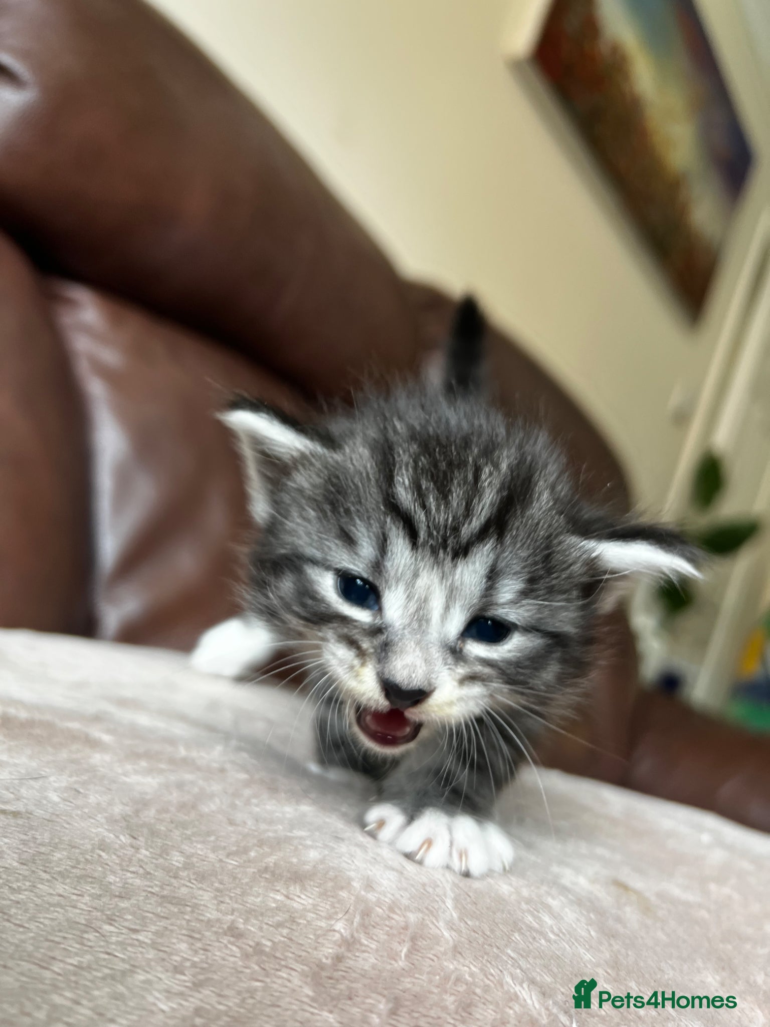 Mixed Breed cats for sale: Norwegian Forest x kittens - Advert 4