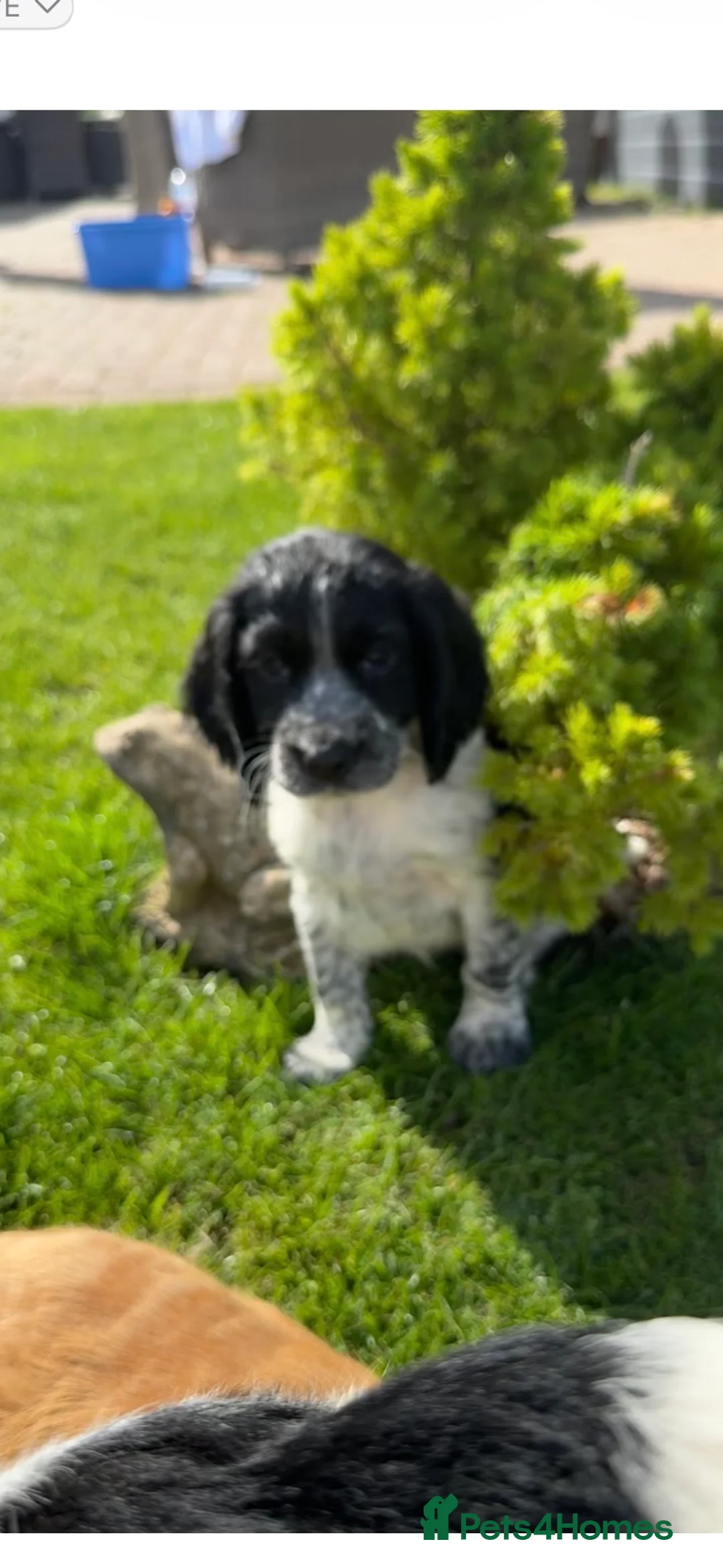 Cocker Spaniel dogs for sale: Show type cocker spaniels  - Advert 7