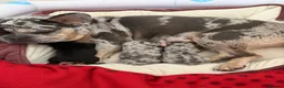 French Bulldog dogs for sale: KC/DWKC Registered French Bulldog Puppies - Advert 3