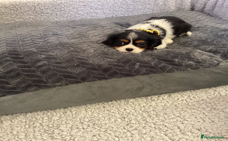 Cavalier King Charles Spaniel dogs - Advert 1