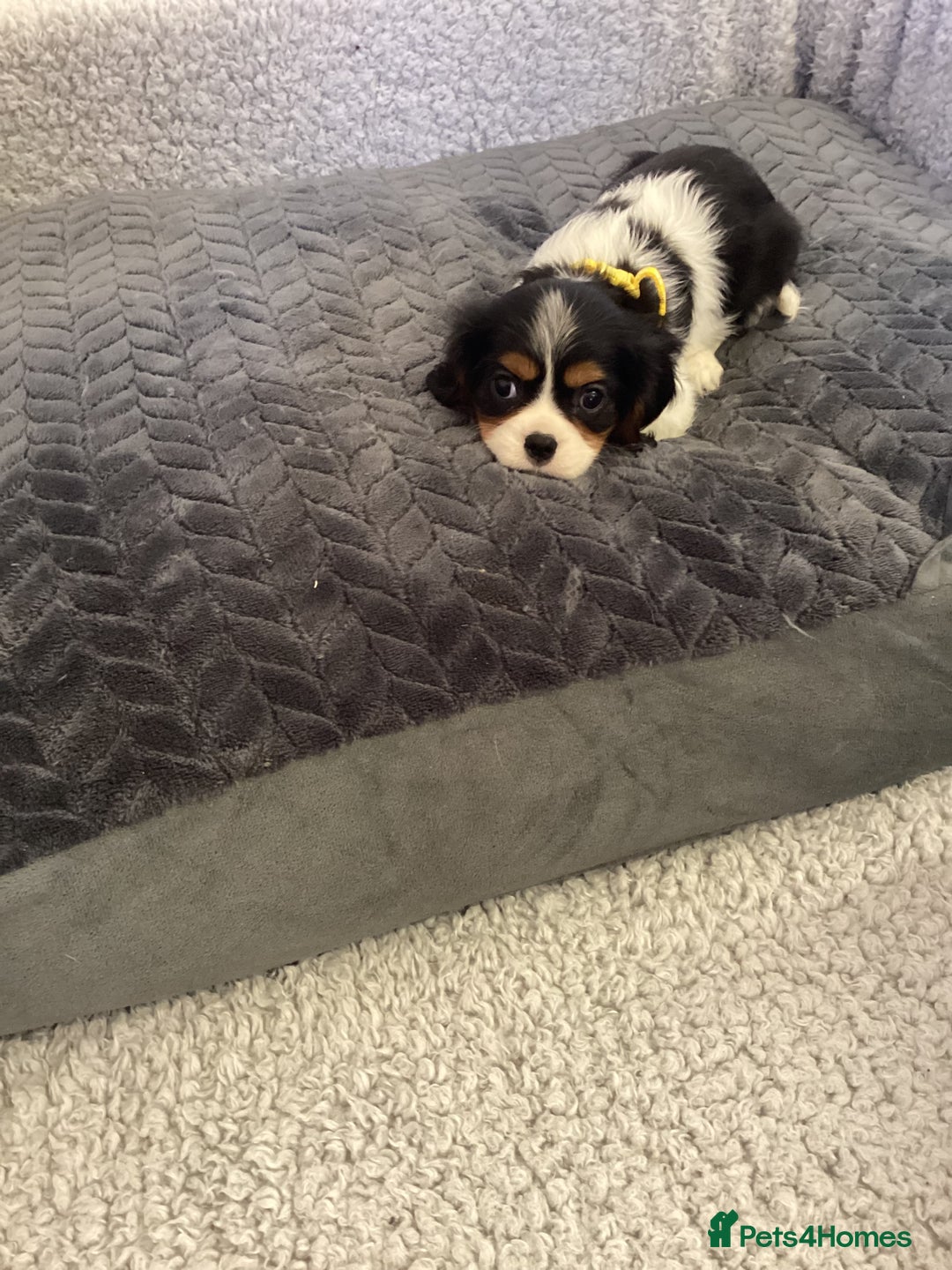 Cavalier King Charles Spaniel dogs for sale: Cavalier King Charles  - Image 1