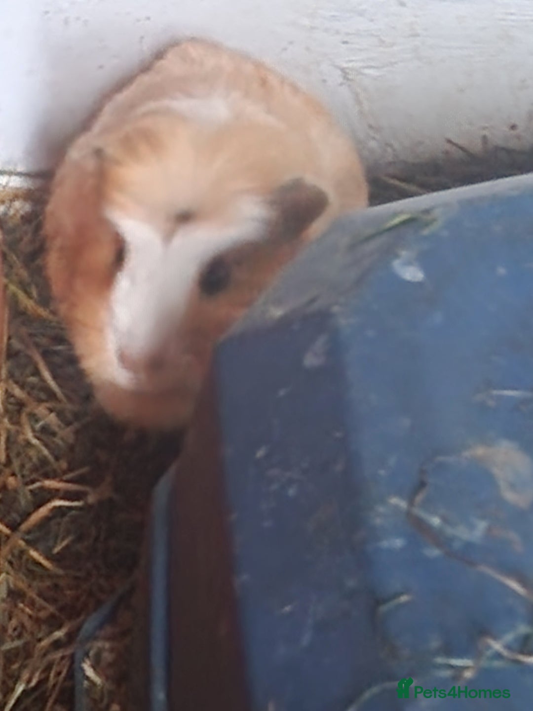 Guinea Pig rodents for sale: guinea pigs available  - Advert 14