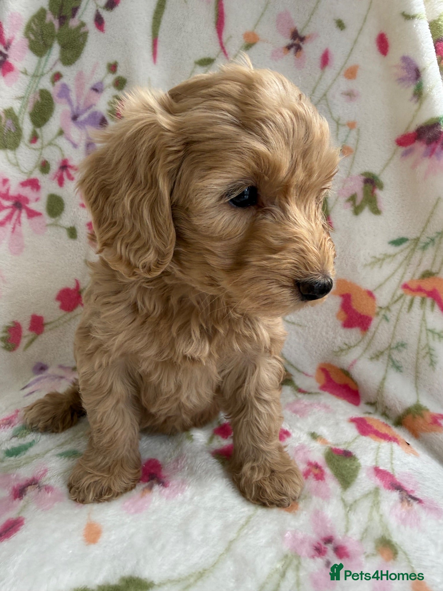 Cockapoo dogs 7 Beautiful Cockapoo Puppies  - Advert 10