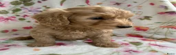 Cockapoo dogs for sale: LAST 3 READY TO LEAVE!!! COCKAPOO PUPPIES - Advert 8