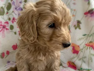 Cockapoo dogs 7 Beautiful Cockapoo Puppies - Advert 10