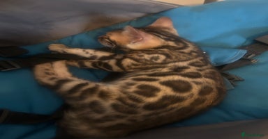 Bengal cats - Advert 2