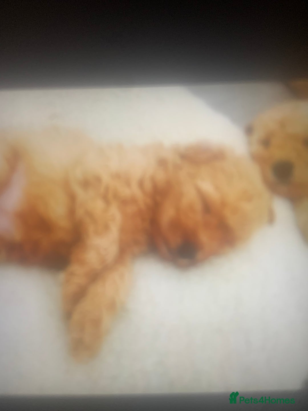 Poochon dogs for sale: Poochon puppies  - Advert 2