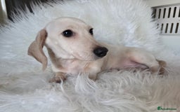 Miniature Dachshund dogs for sale: REDUCED LITTER KC REG mini Daxi  - Advert 8