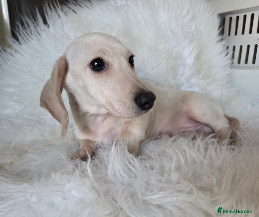 Miniature Dachshund dogs for sale: REDUCED LITTER KC REG mini Daxi  - Advert 8