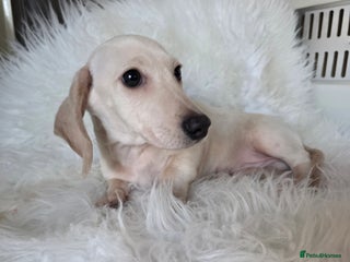 Miniature Dachshund dogs REDUCED LITTER KC REG mini Daxi - Advert 4