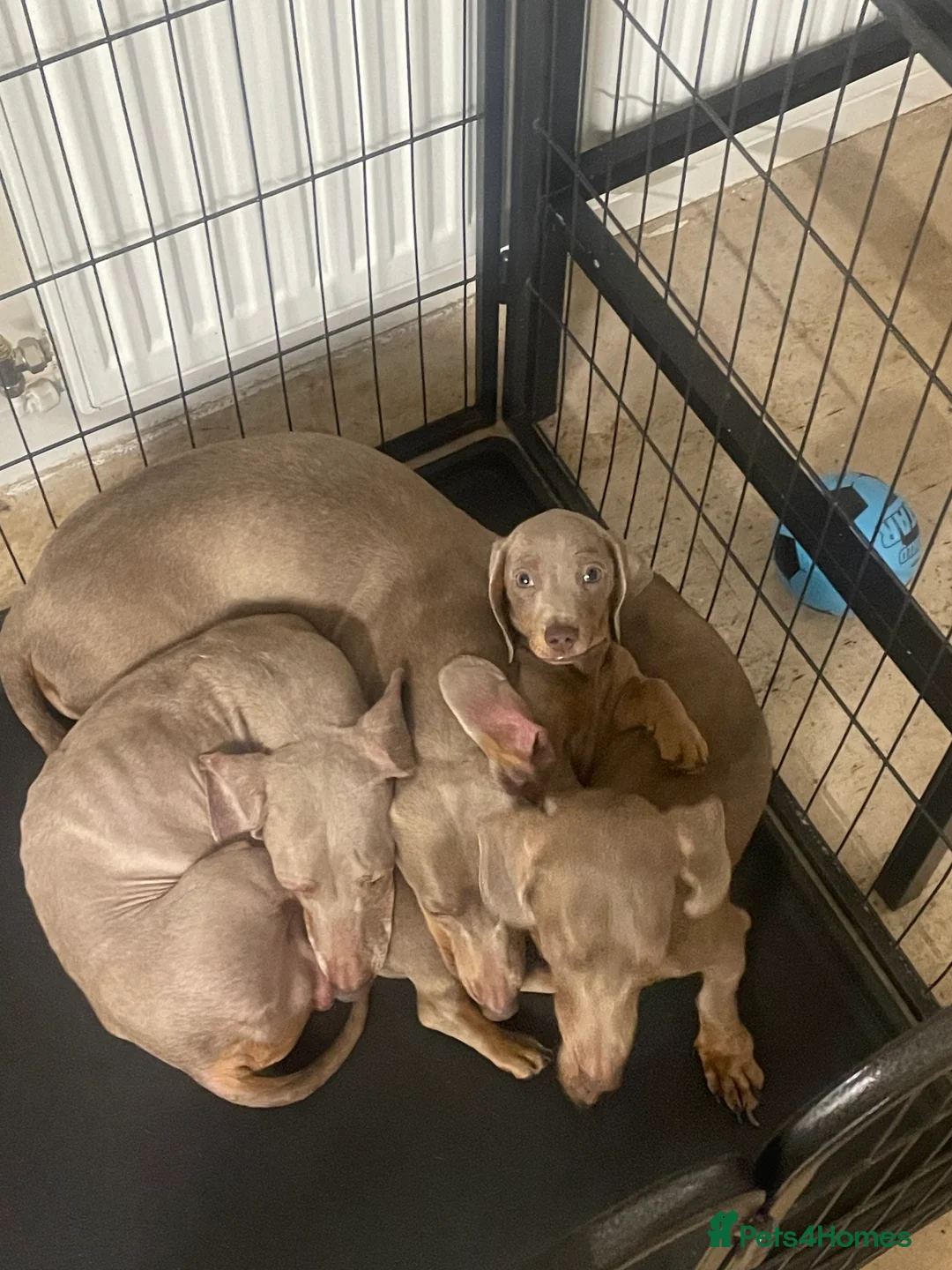 Dachshund dogs for sale: Dachshund Isabella and tan - Advert 5