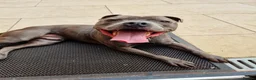 Staffordshire Bull Terrier dogs for sale: Gorgeous Blue Staffi needs a new home - Advert 3