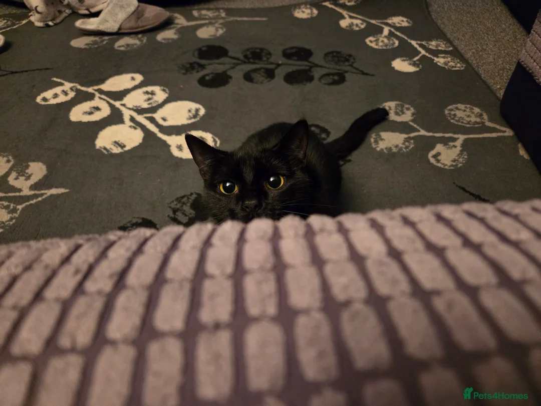 Bombay cats for sale: Female Cat (Nyx) - Advert 3