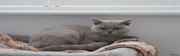 British Shorthair cats for sale: British Shorthair Lilac & Grey Blue Cute Kittens  - Advert 17