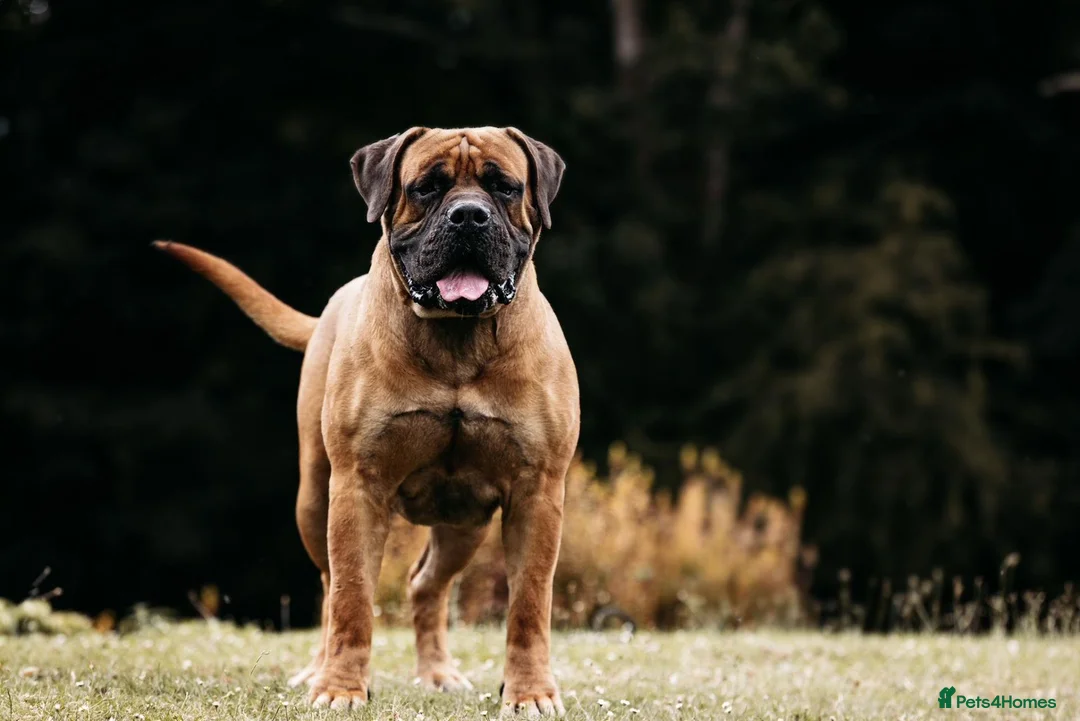Boerboel dogs for sale: Waitlist now open - due early October in Horsham - Advert 2