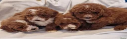 Cockapoo dogs for sale: F1b, genetically health clear - Advert 4