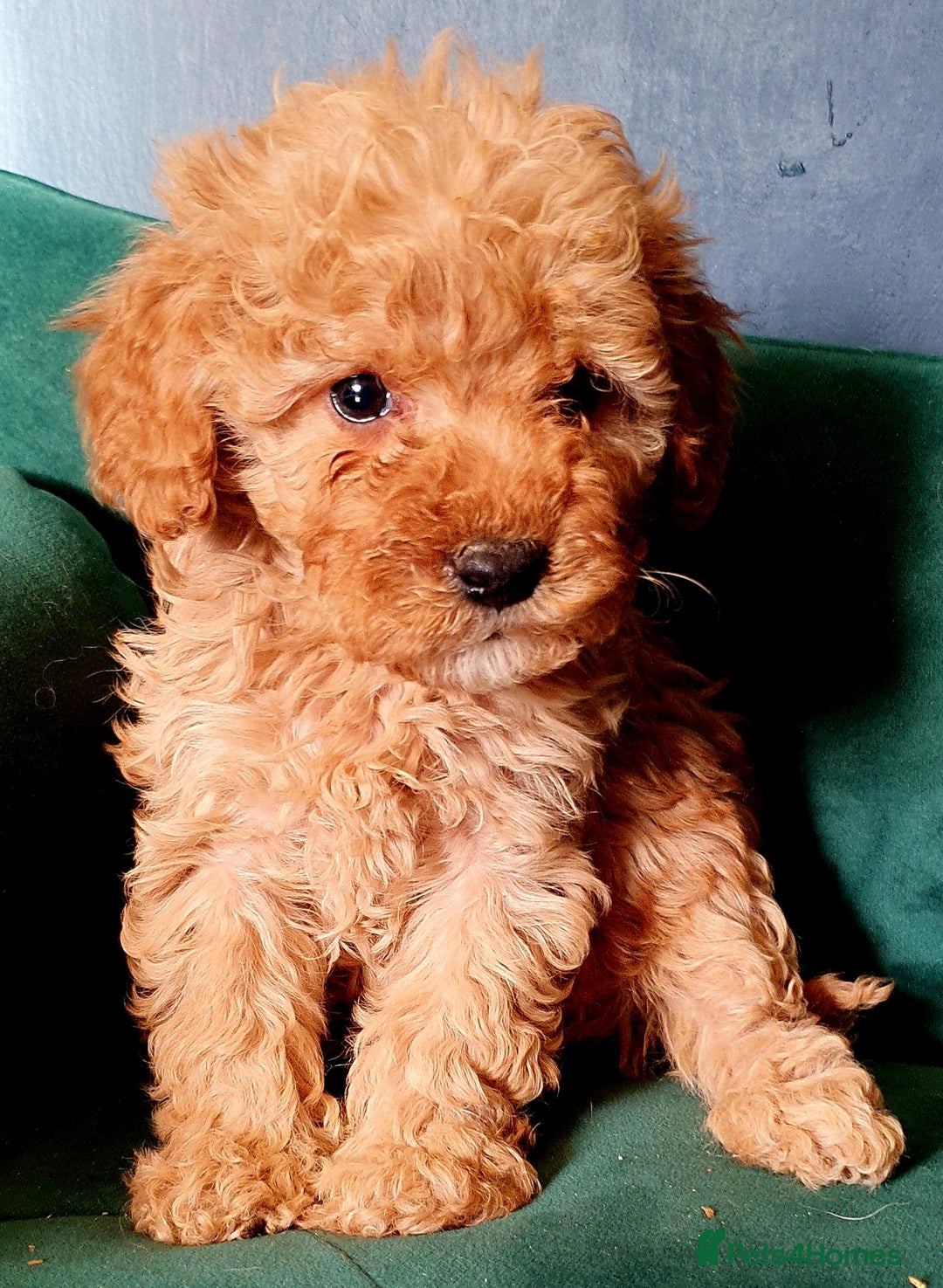 Miniature Poodle dogs for sale: Miniature poodle  - Advert 7