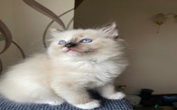 Ragdoll cats for sale: Ragdoll adults Purebred pedigree 5 generations  - Image 11