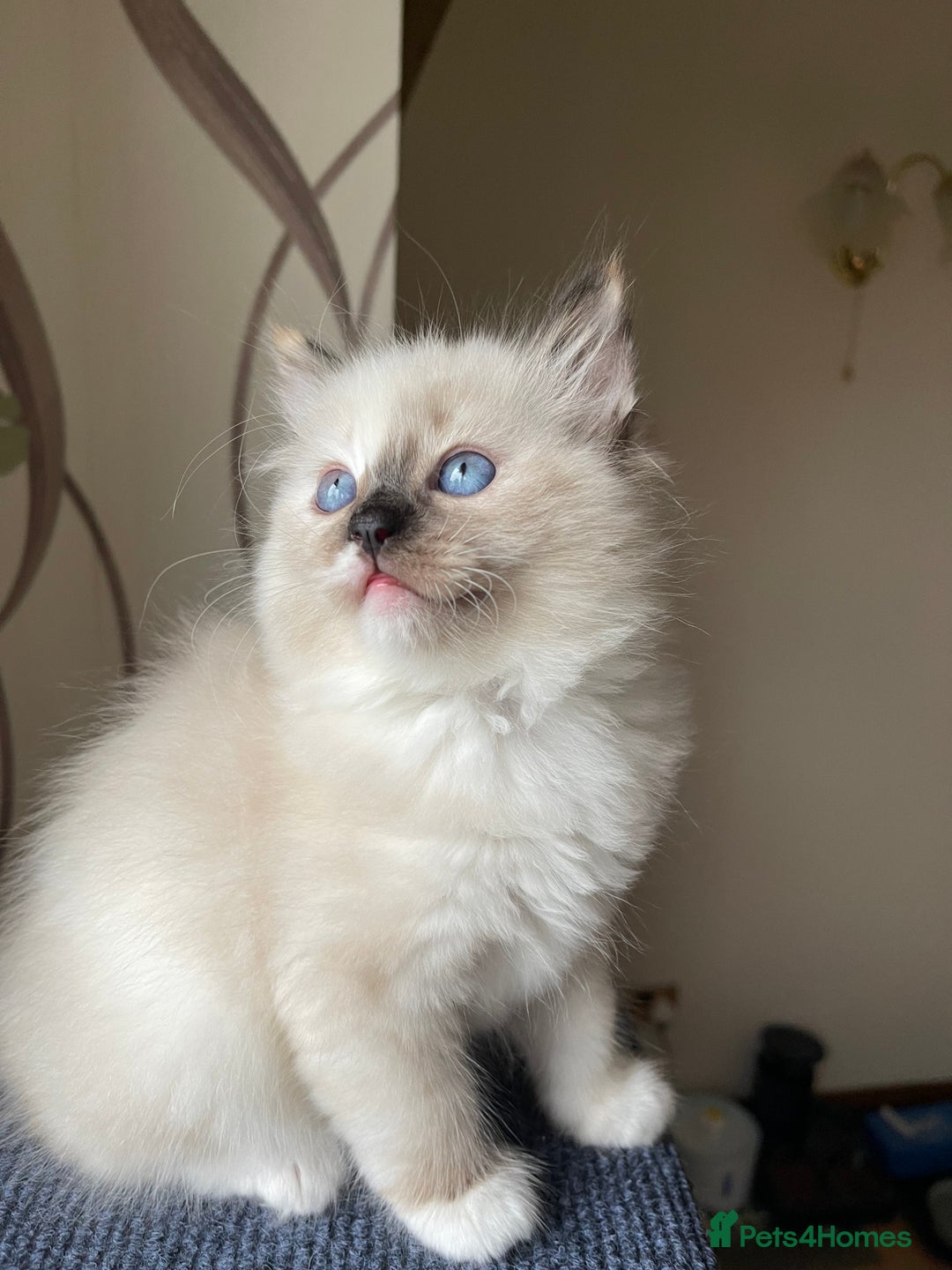 Ragdoll cats for sale: Ragdoll adults Purebred pedigree 5 generations  - Image 11