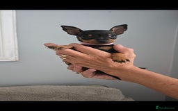 Miniature Pinscher dogs for sale: Beautiful Miniature pinscher Puppies  - Image 14
