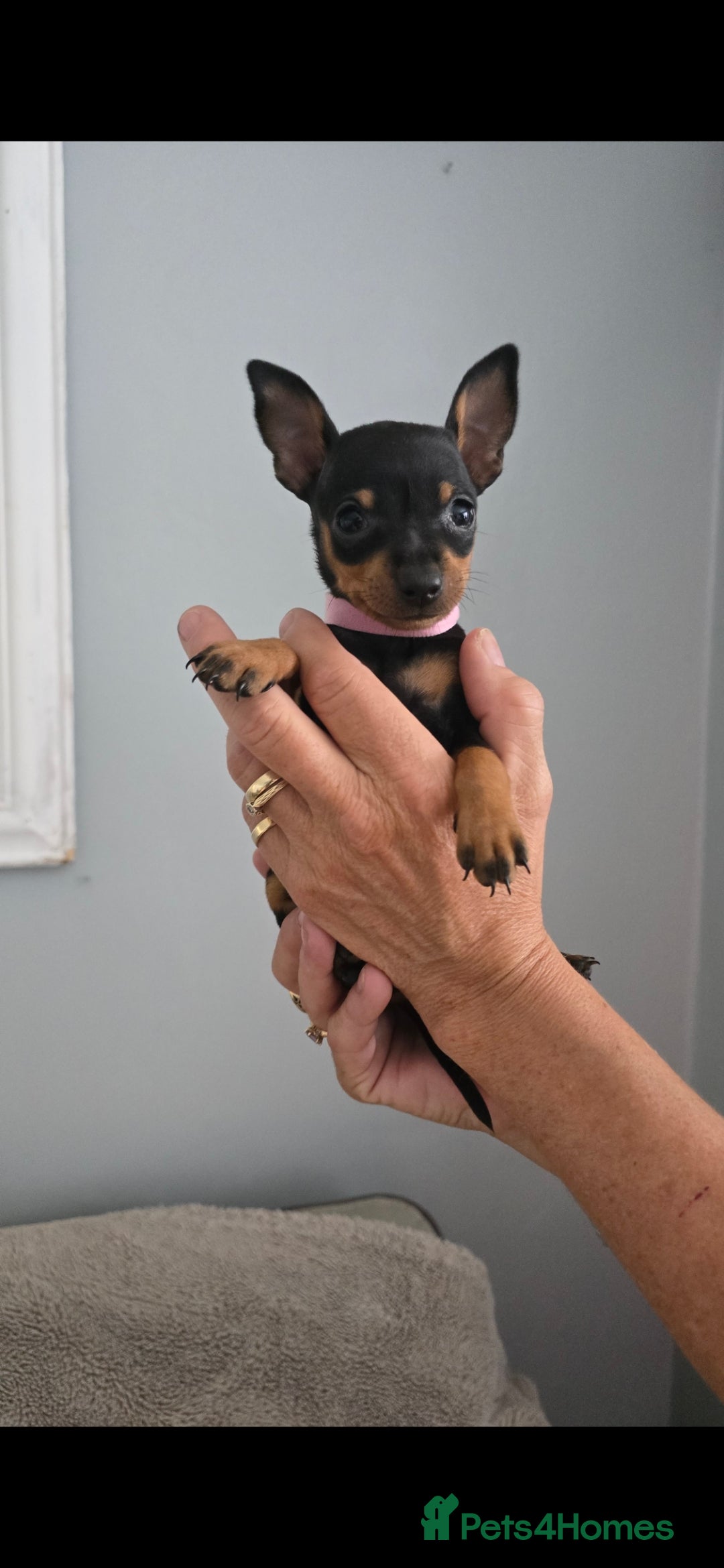Miniature Pinscher dogs for sale: Beautiful Miniature pinscher Puppies  - Image 14