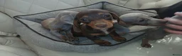 Dachshund dogs for sale: Gorgeous small dachshund puppies in Birmingham - Advert 2