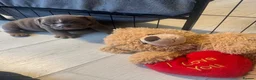 English Bulldog dogs for sale: English Bulldog pups  in Manchester - Advert 14