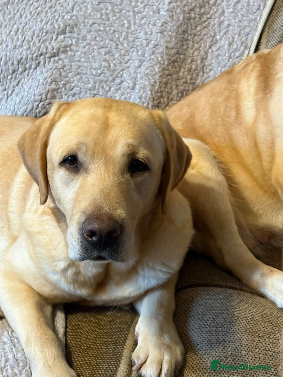 Labrador Retriever dogs for sale: BEAUTIFUL BIG BONED BLACK SHOW TYPE LABRADORS - Advert 1