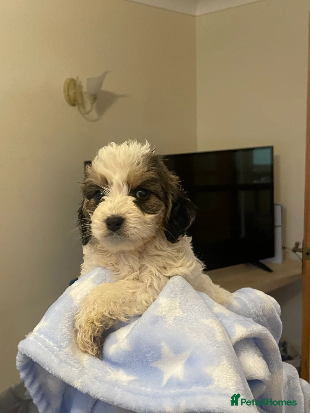 Cockapoo dogs for sale:  Cockapoo Puppies Ready for Loving Homes  - Advert 16