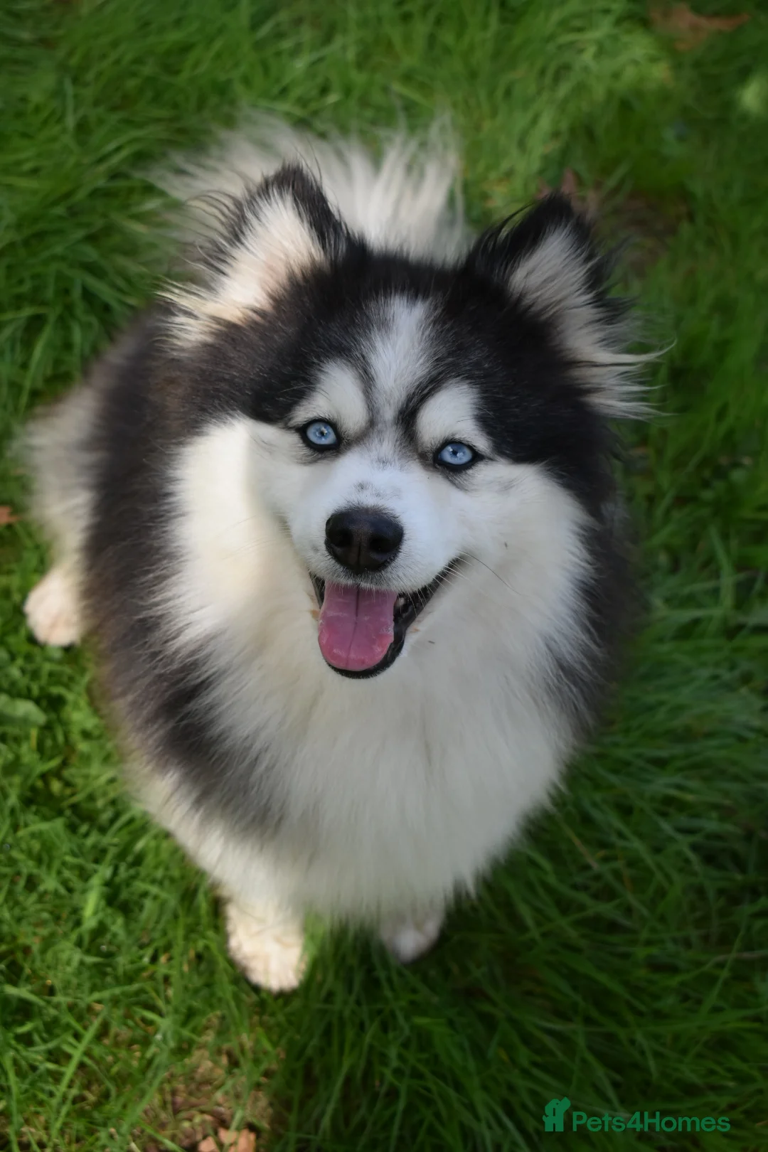 Pomsky dogs for stud: American Import blue eyed F3 Pomsky Bb/Dd in Ammanford - Advert 11