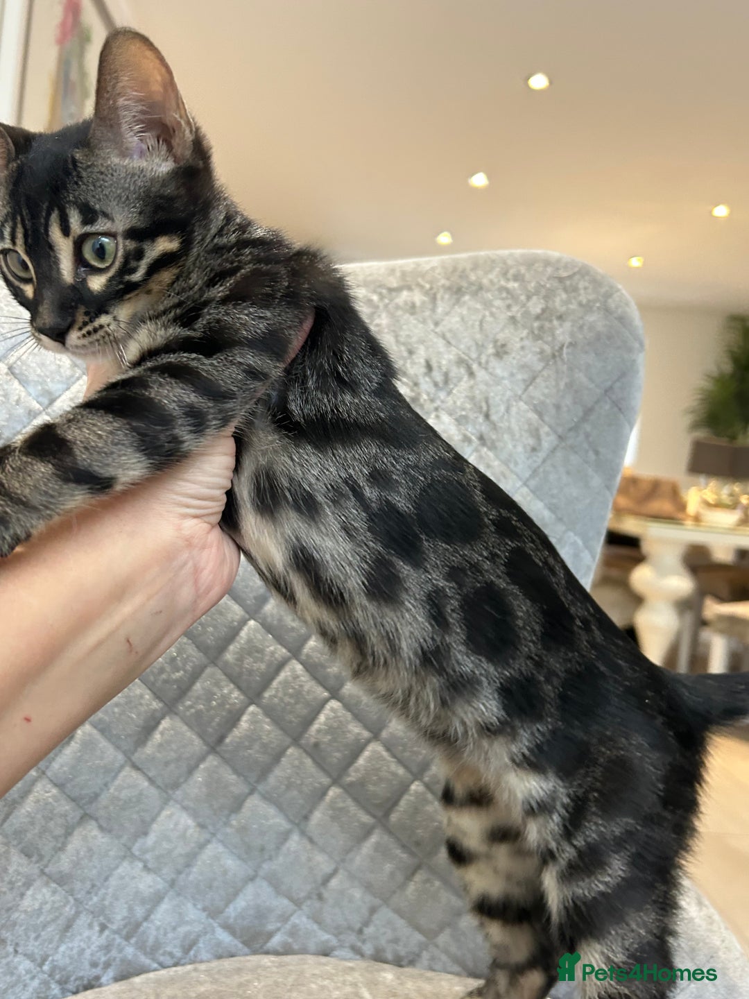 Bengal cats for sale: Stunning Charcoal Female Bengal Kitten - TICA - Advert 13