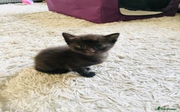 Russian Blue cats for sale: Russian blue mix  - Image 6