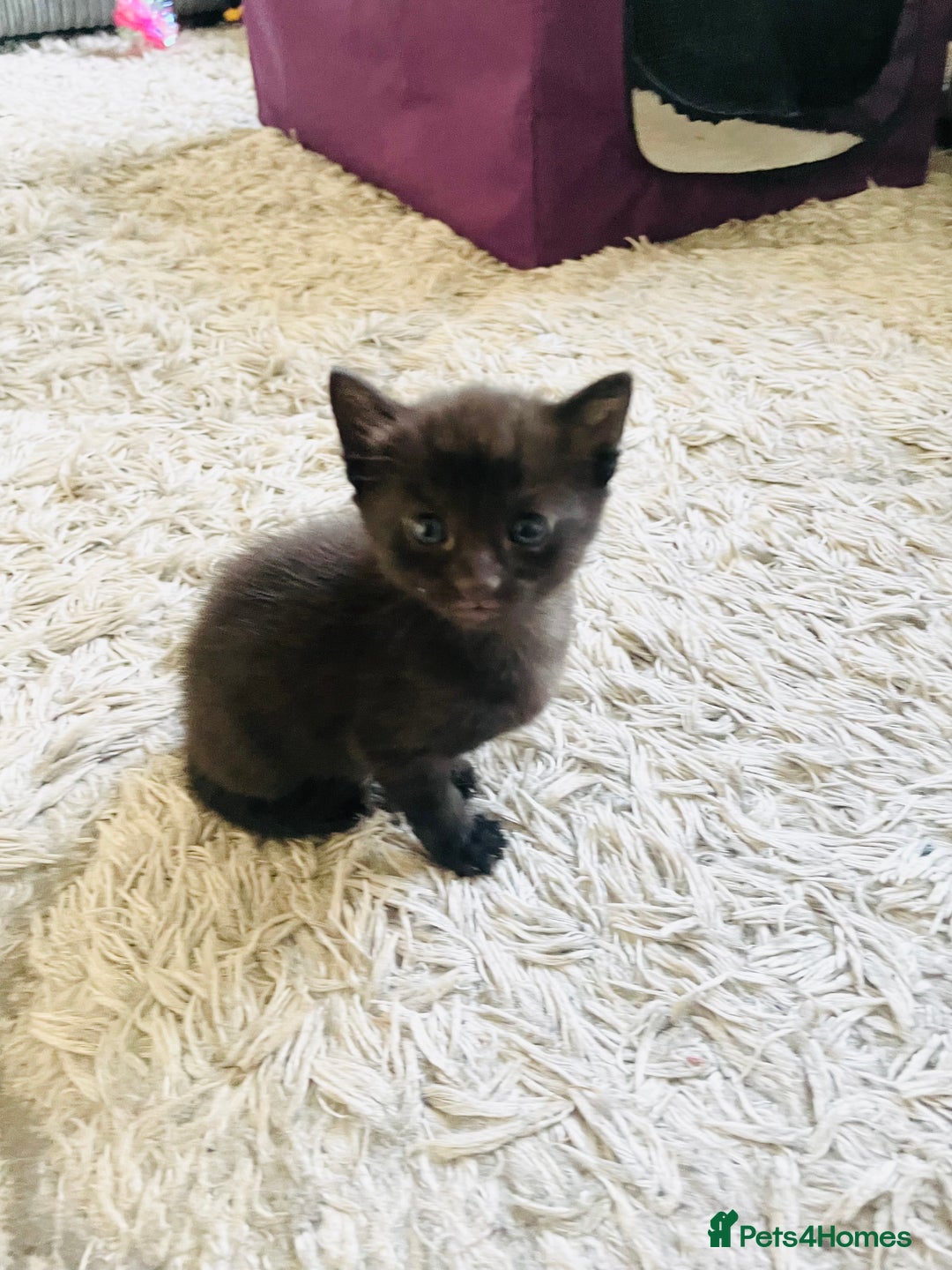 Russian Blue cats for sale: Russian blue mix  - Image 6