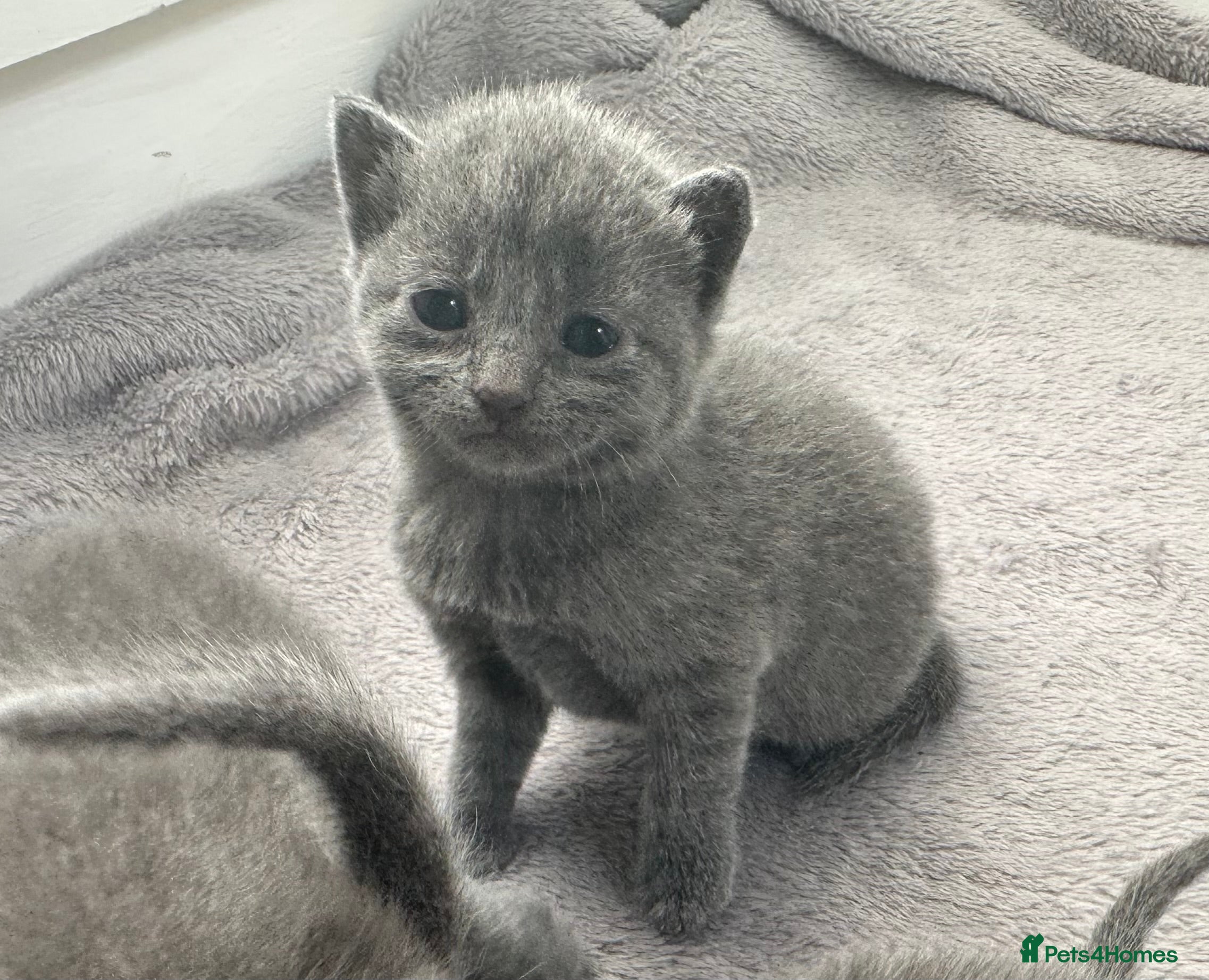 Russian Blue cats Russian Blue kittens  - Advert 4