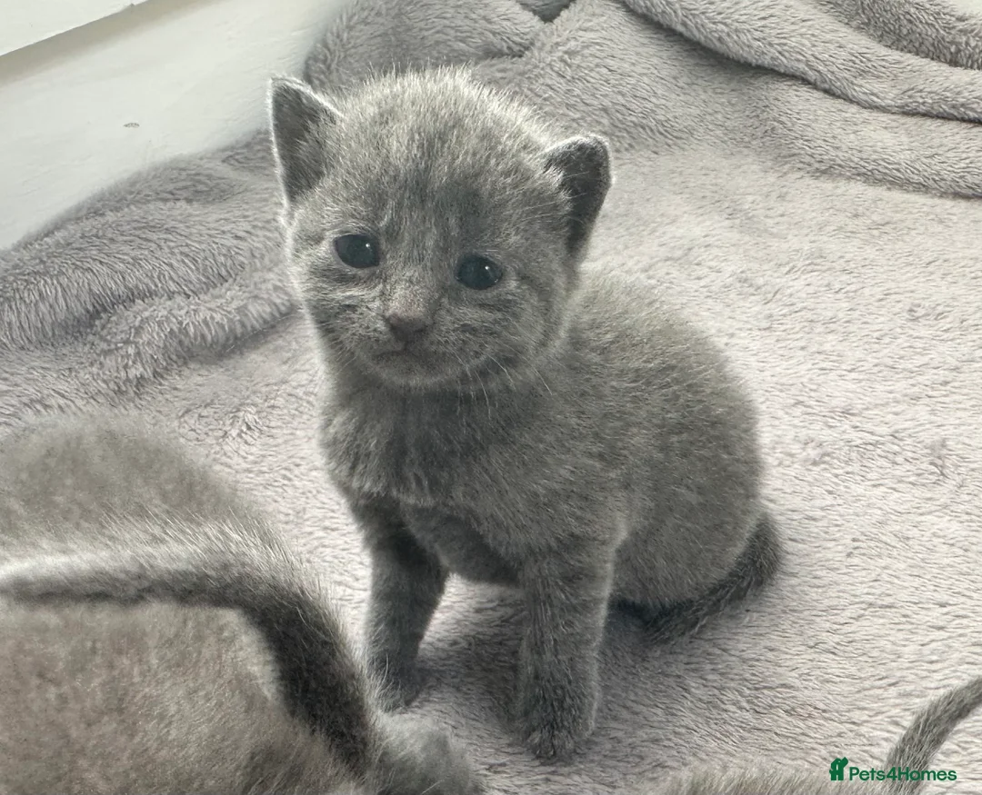 Russian Blue cats for sale: Russian Blue kittens  - Advert 1