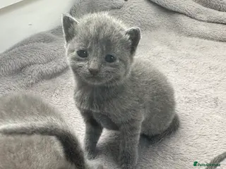 Russian Blue cats Russian Blue kittens - Advert 4