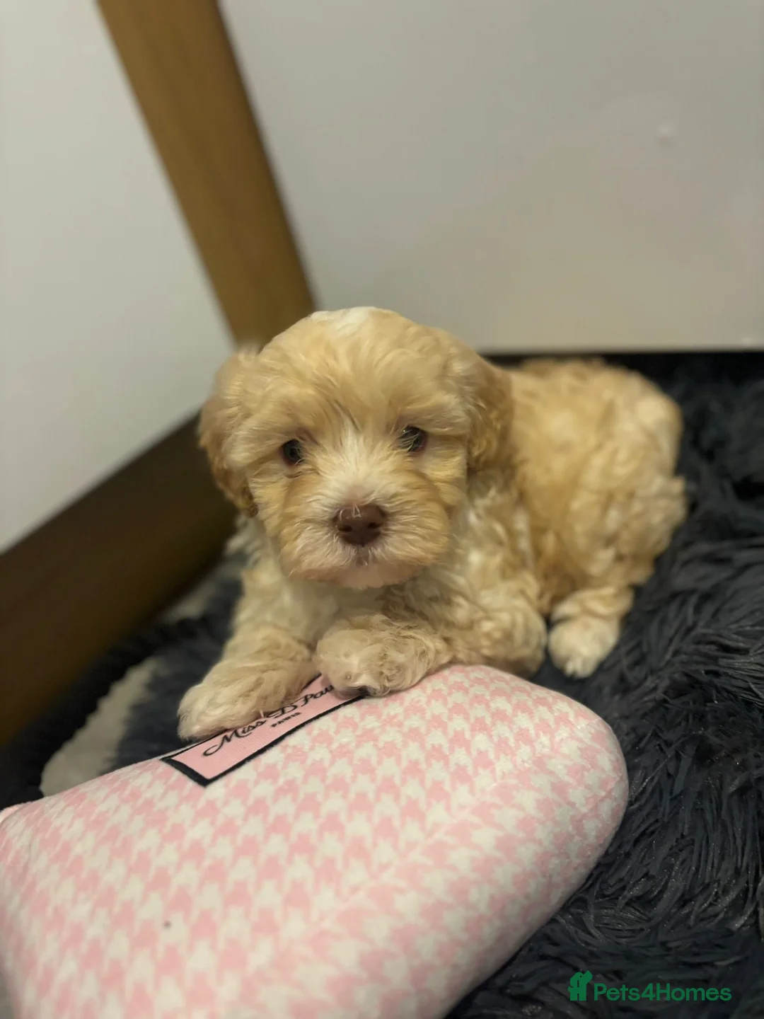 Maltipoo dogs for sale: Maltipoo boys available  - Advert 10