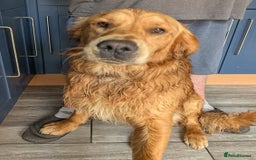 Golden Retriever dogs for stud: KC health and hip check golden retriever  - Image 10