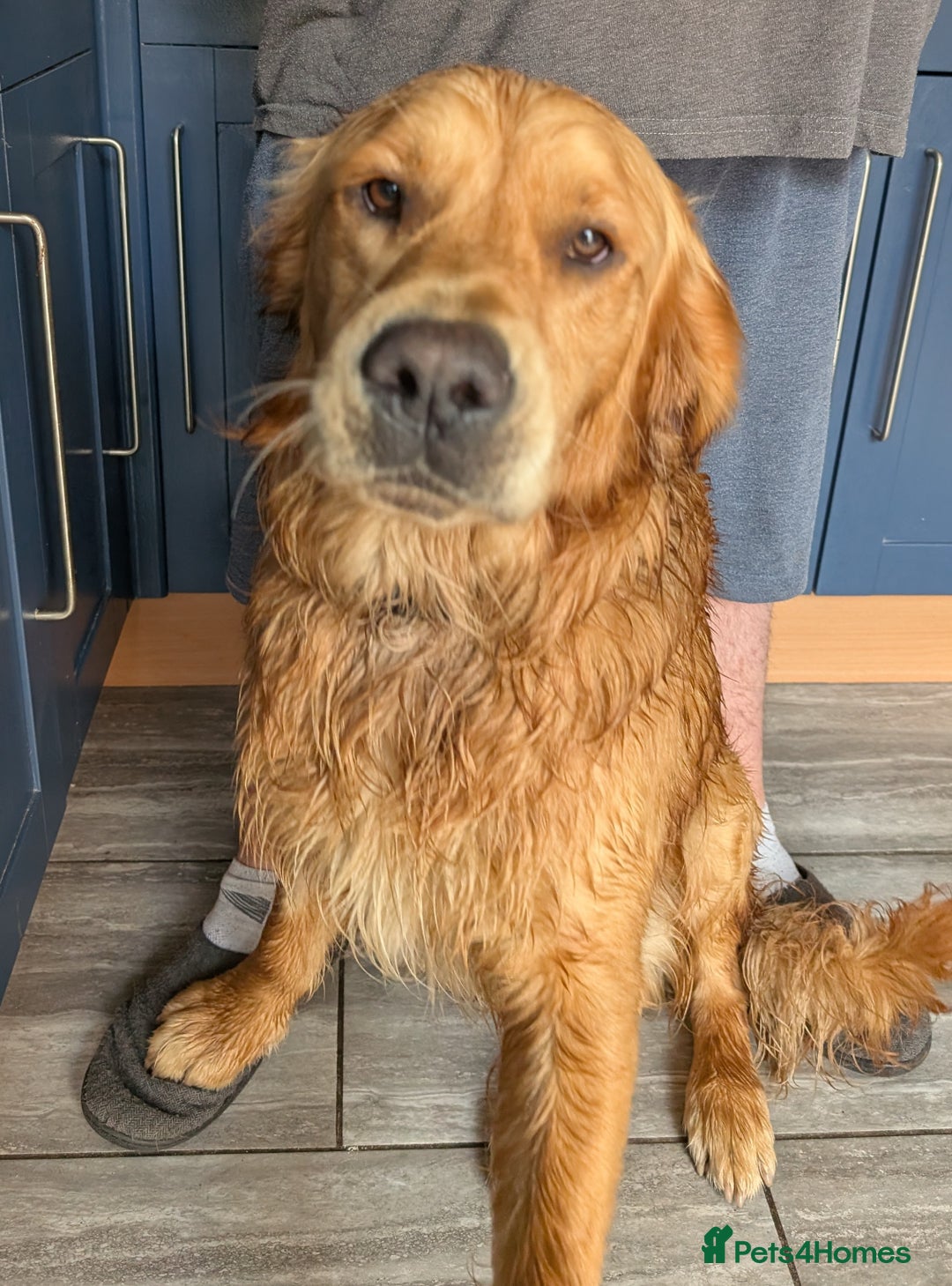 Golden Retriever dogs for stud: KC health and hip check golden retriever  - Image 10