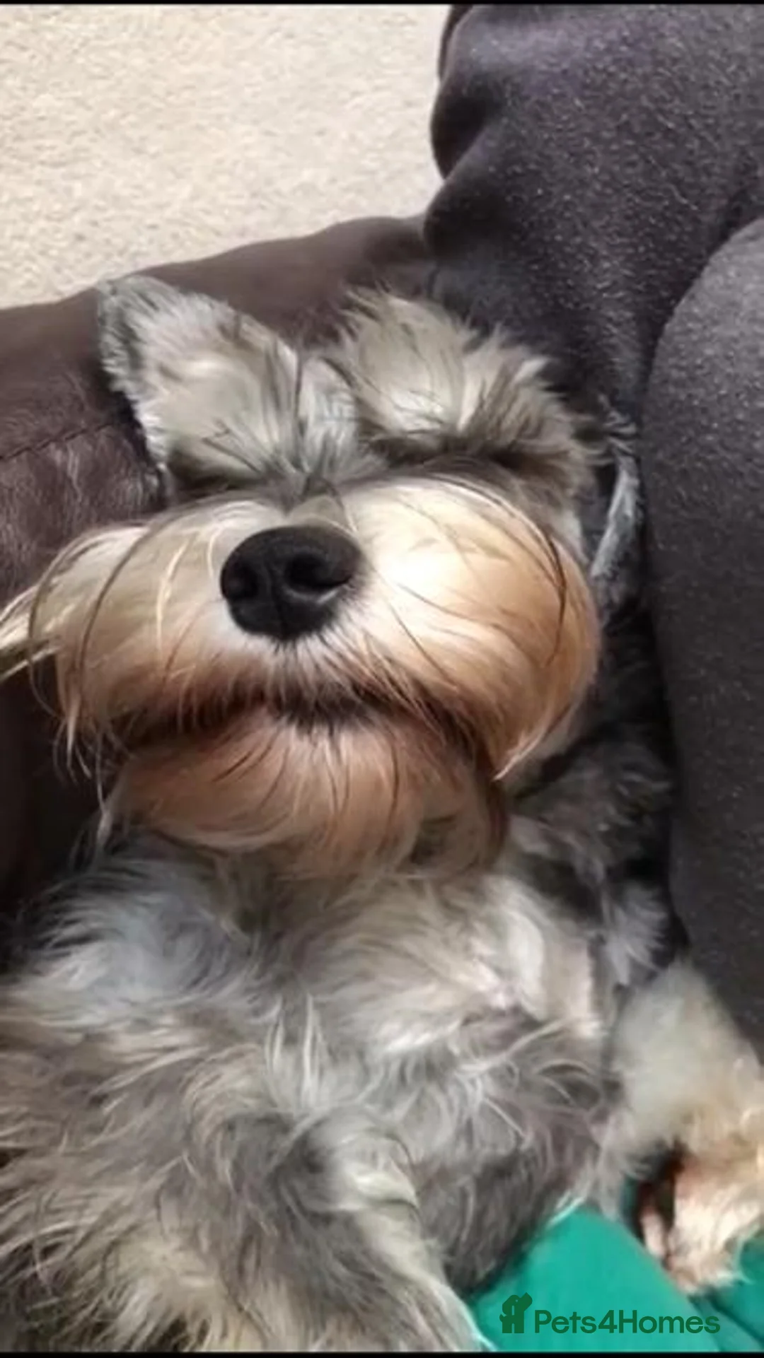 Miniature Schnauzer dogs for stud: Handsome black and silver Miniature Schnauzer  - Advert 34