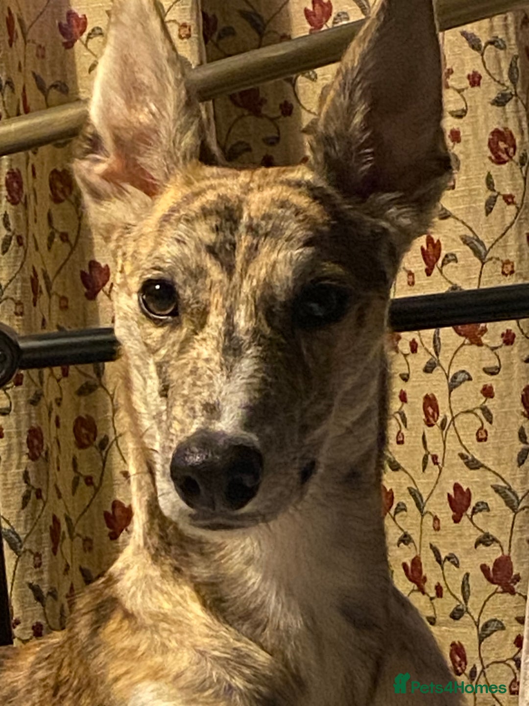 Lurcher dogs for sale: 1 year old Lurcher  - Image 5