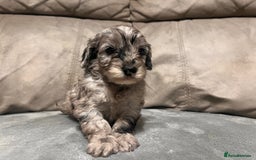 Cockapoo dogs for sale: 🐶F1 Cockerpoo Pups – Merle, Chocolate, Apricot 🐶 - Image 34