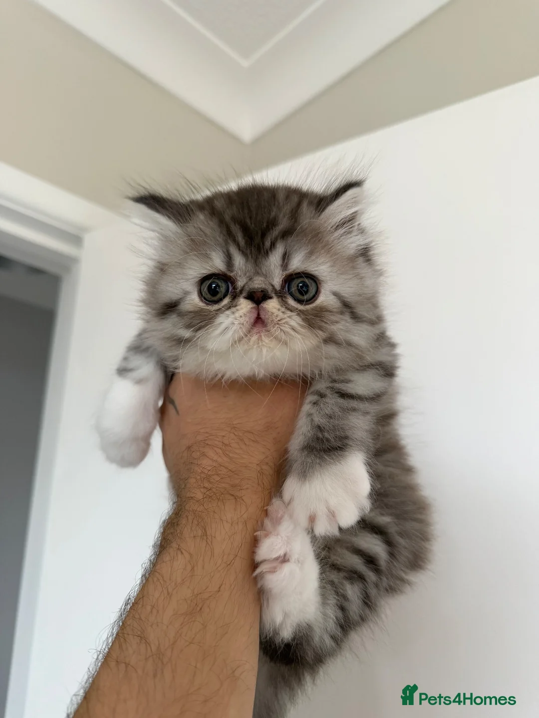 Exotic cats for sale: 2 x exotic shorthair kittens  - Advert 7