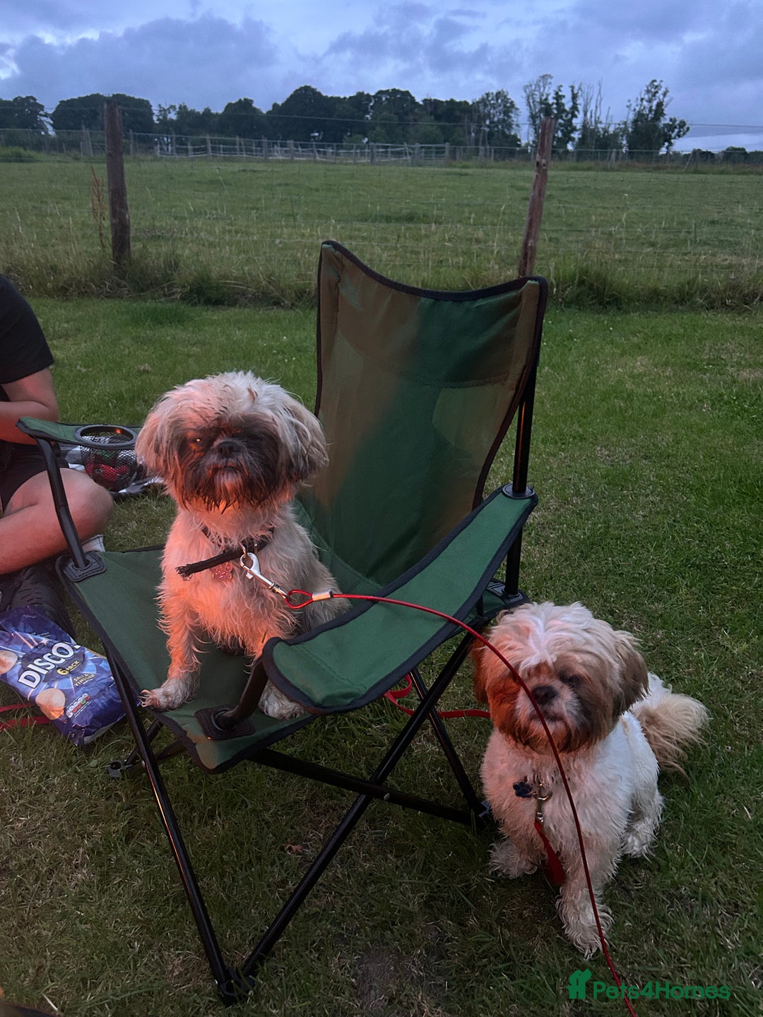 Shih Tzu dogs for sale: 2 boys 2 girls gorgeous shih tzus - Advert 10